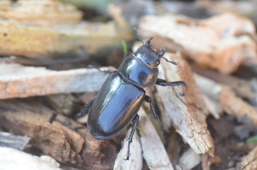 Lucanus tetraodon? S, femmina